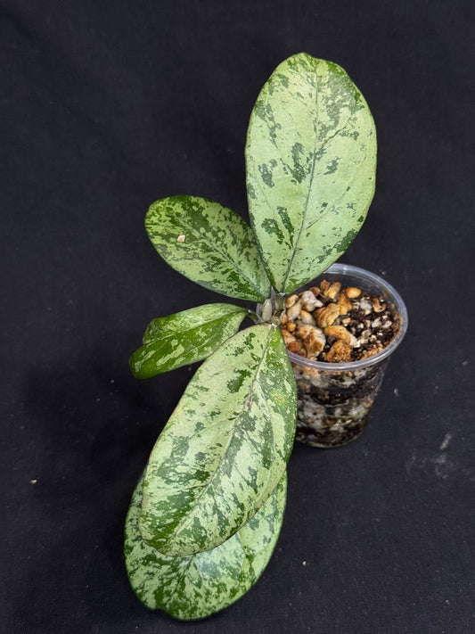Hoya cv Meena, nice silvery leaves, rare