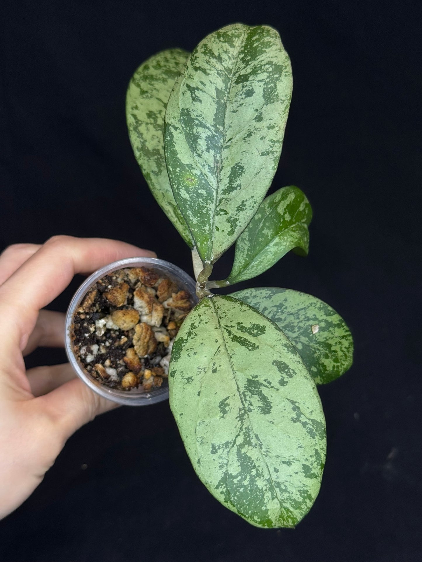 Hoya cv Meena, nice silvery leaves, rare