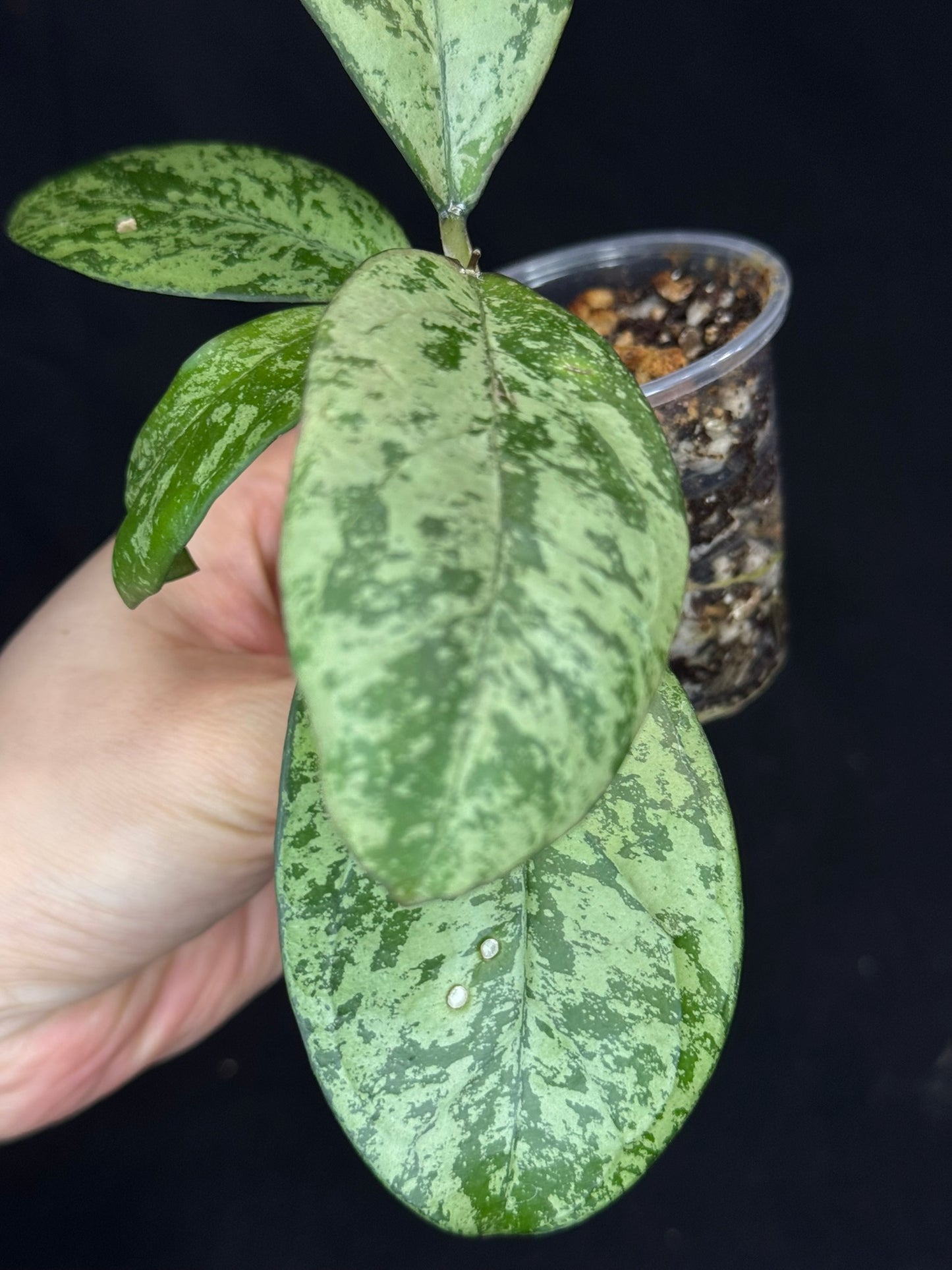 Hoya cv Meena, nice silvery leaves, rare