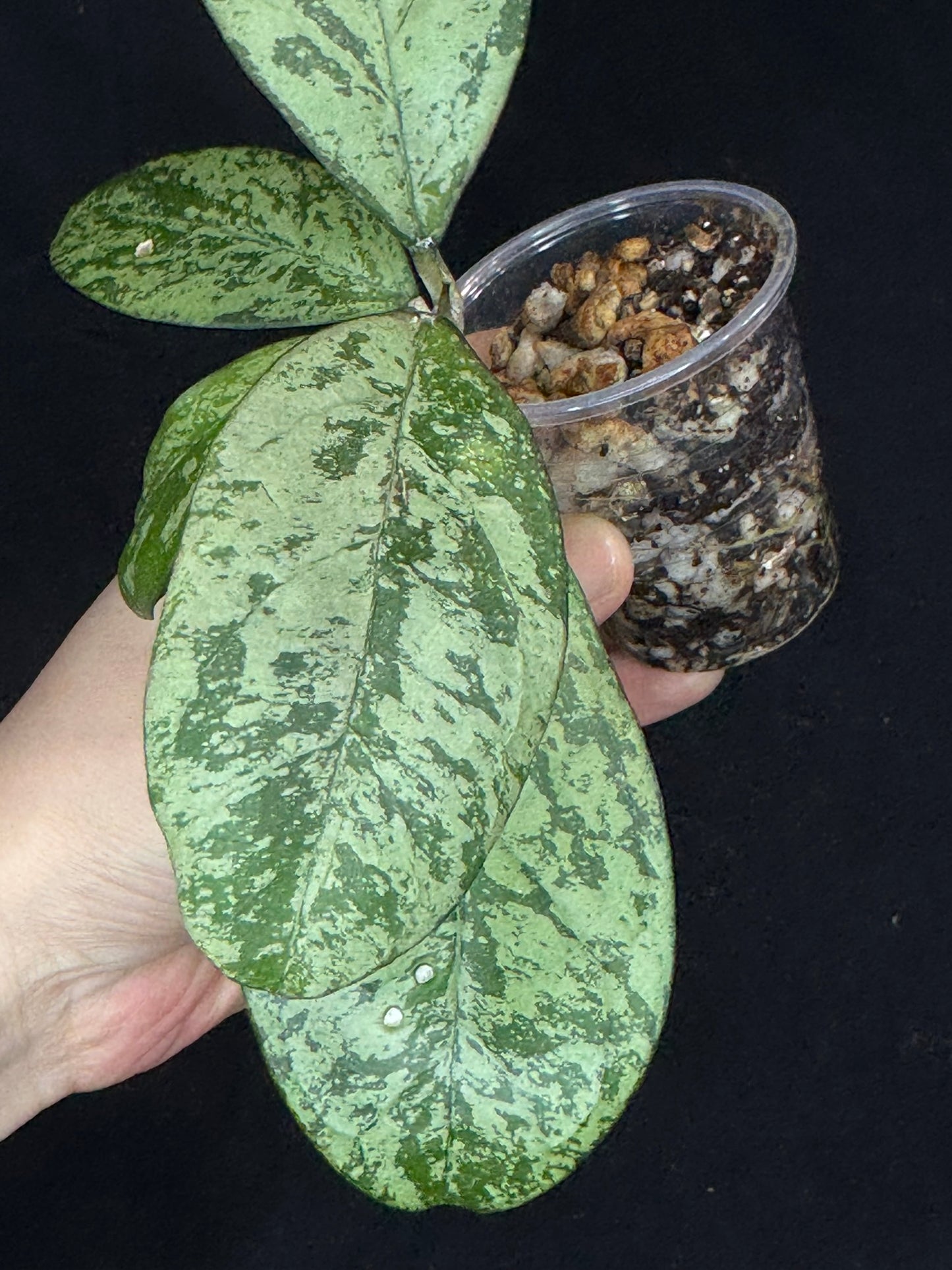 Hoya cv Meena, nice silvery leaves, rare