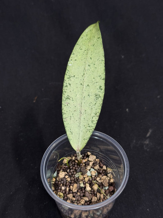 Hoya bengkulu silver, nice silvery leaf, rare