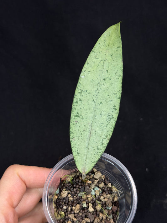 Hoya bengkulu silver, nice silvery leaf, rare