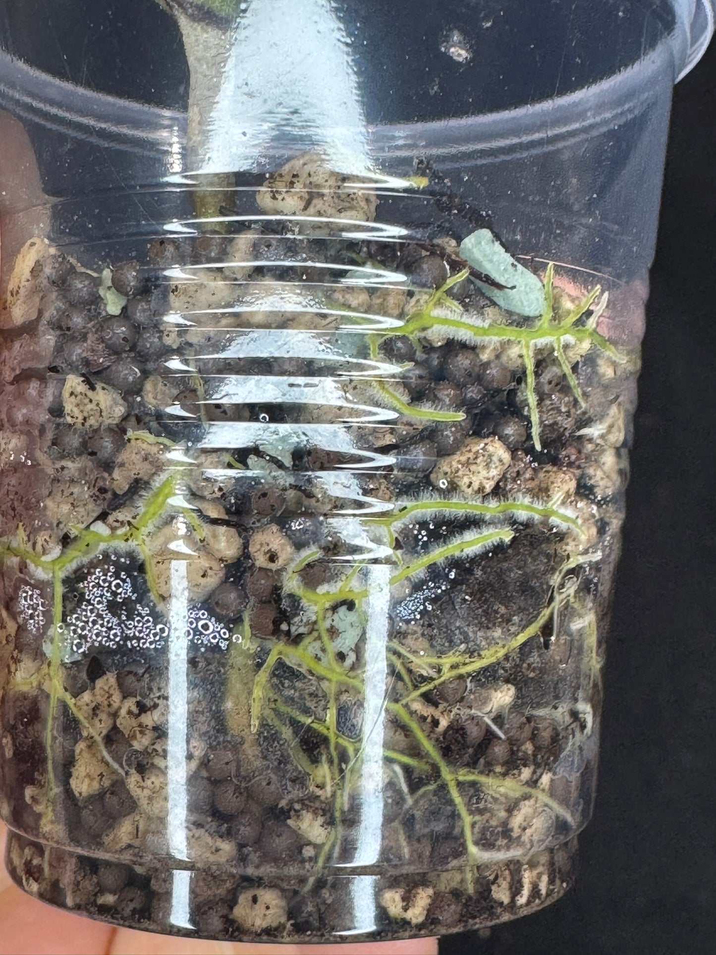 Hoya bengkulu silver, nice silvery leaf, rare