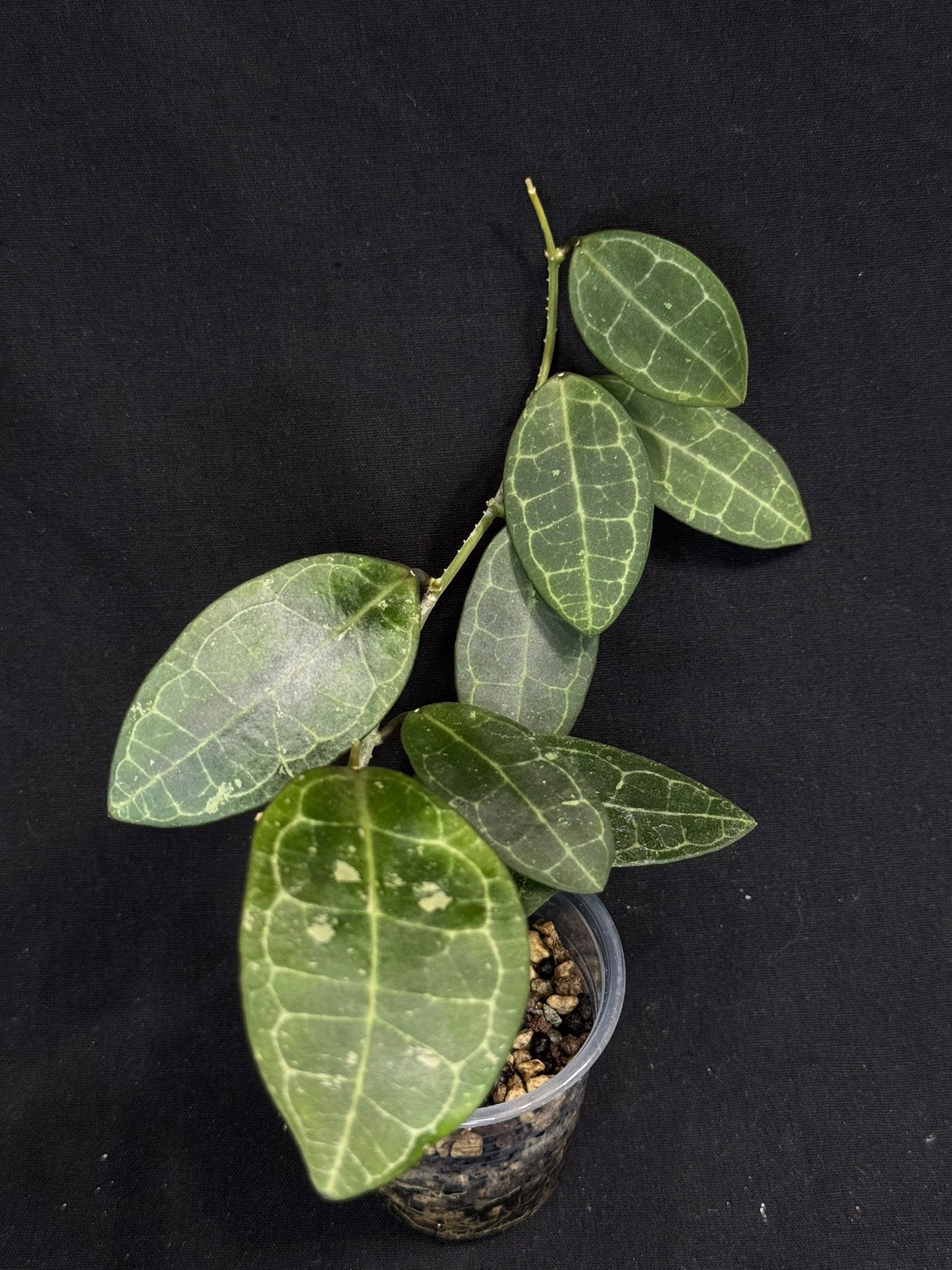 Hoya elliptica splash, cute leaves