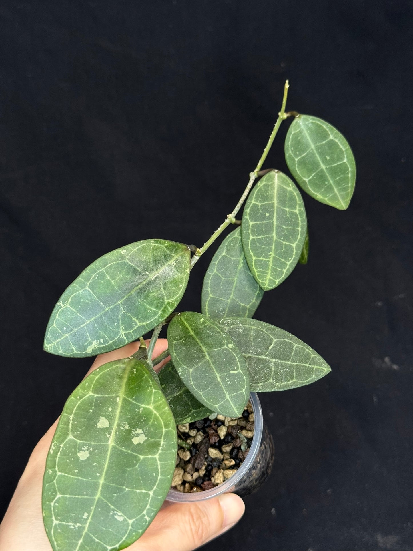 Hoya elliptica splash, cute leaves