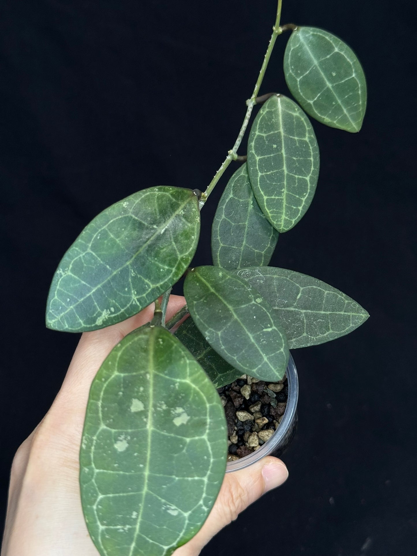 Hoya elliptica splash, cute leaves