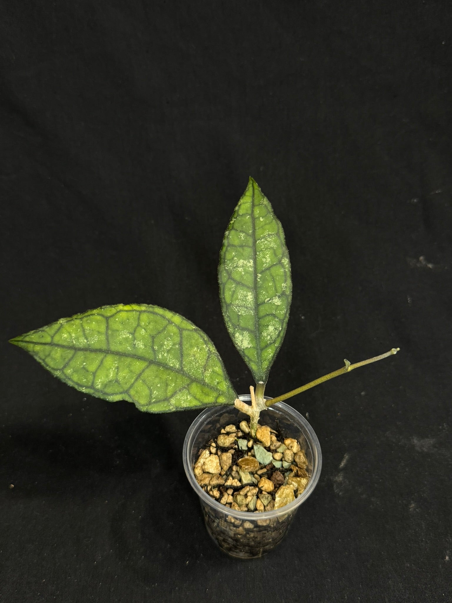 Hoya Finlaysonii Olfe, cute leaves – HappyPlantsUSA.com