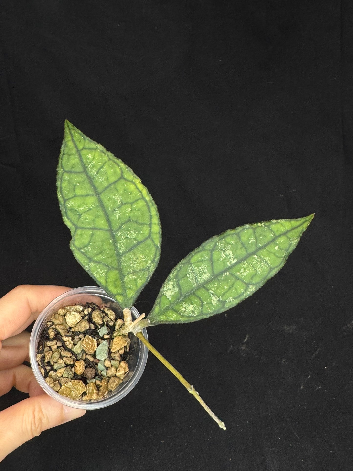 Hoya Finlaysonii Olfe, cute leaves