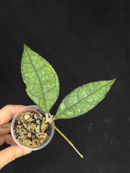 Hoya Finlaysonii Olfe, cute leaves