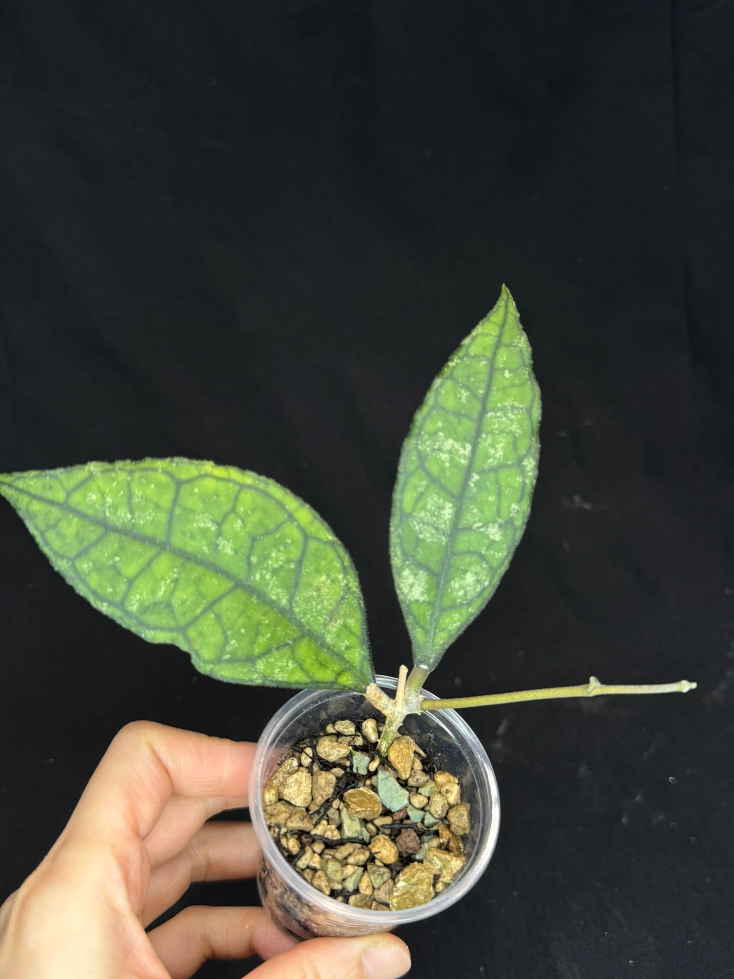 Hoya Finlaysonii Olfe, cute leaves