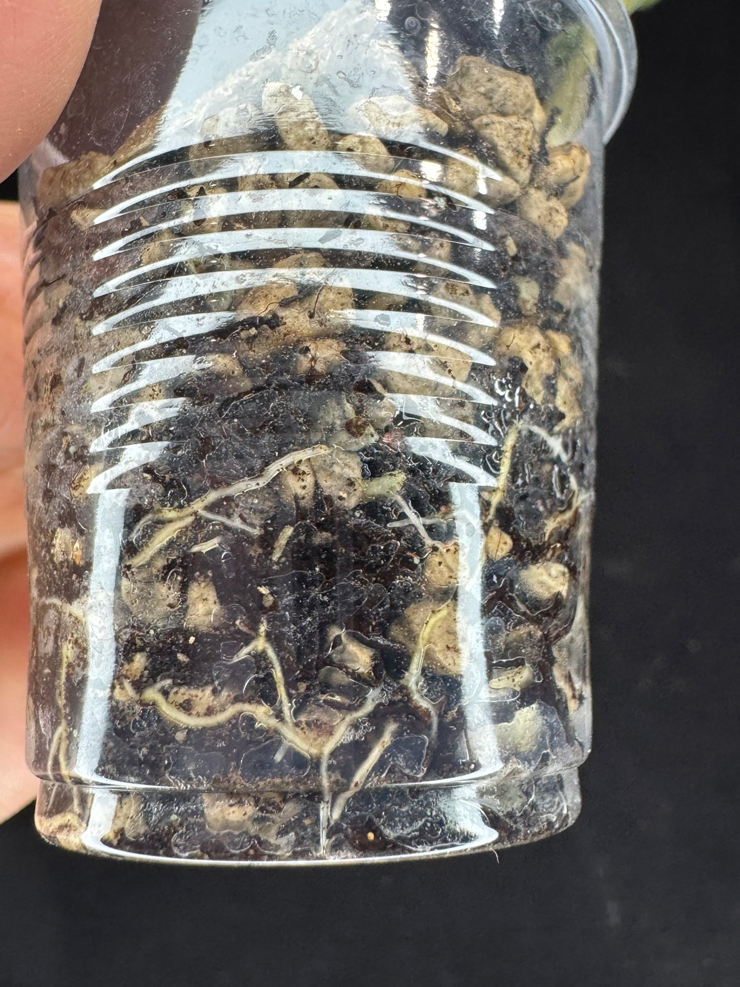 Hoya Finlaysonii Olfe, cute leaves