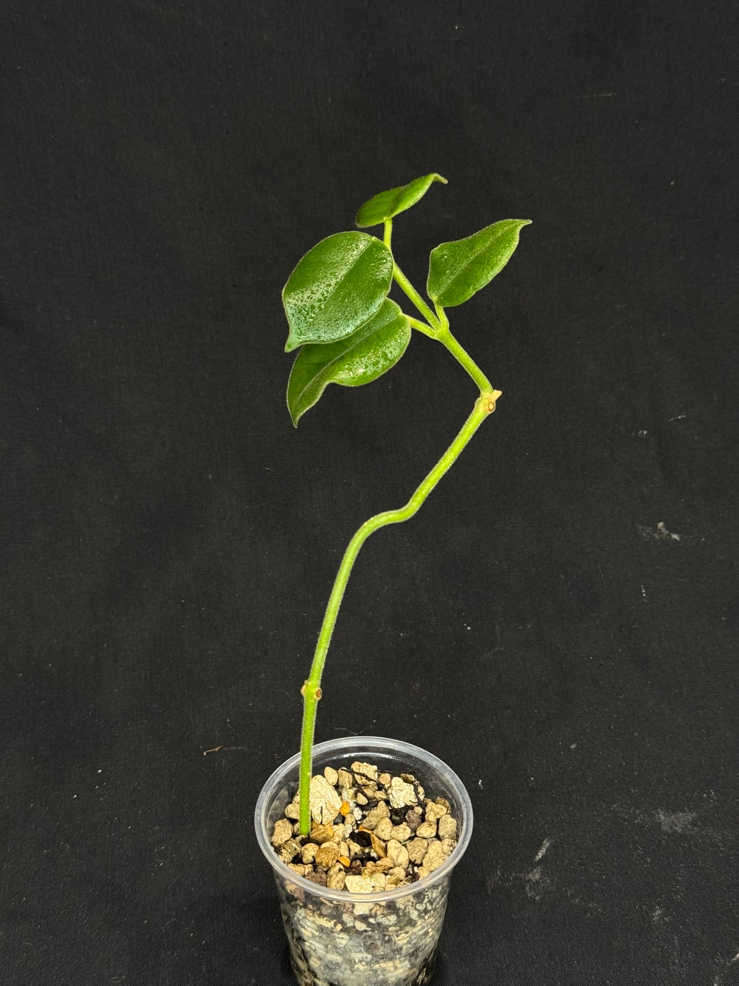 Hoya lauterbachii (Giant Wax Plant),fuzzy new leaves