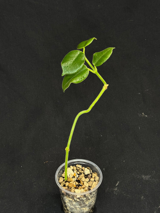Hoya lauterbachii (Giant Wax Plant),fuzzy new leaves