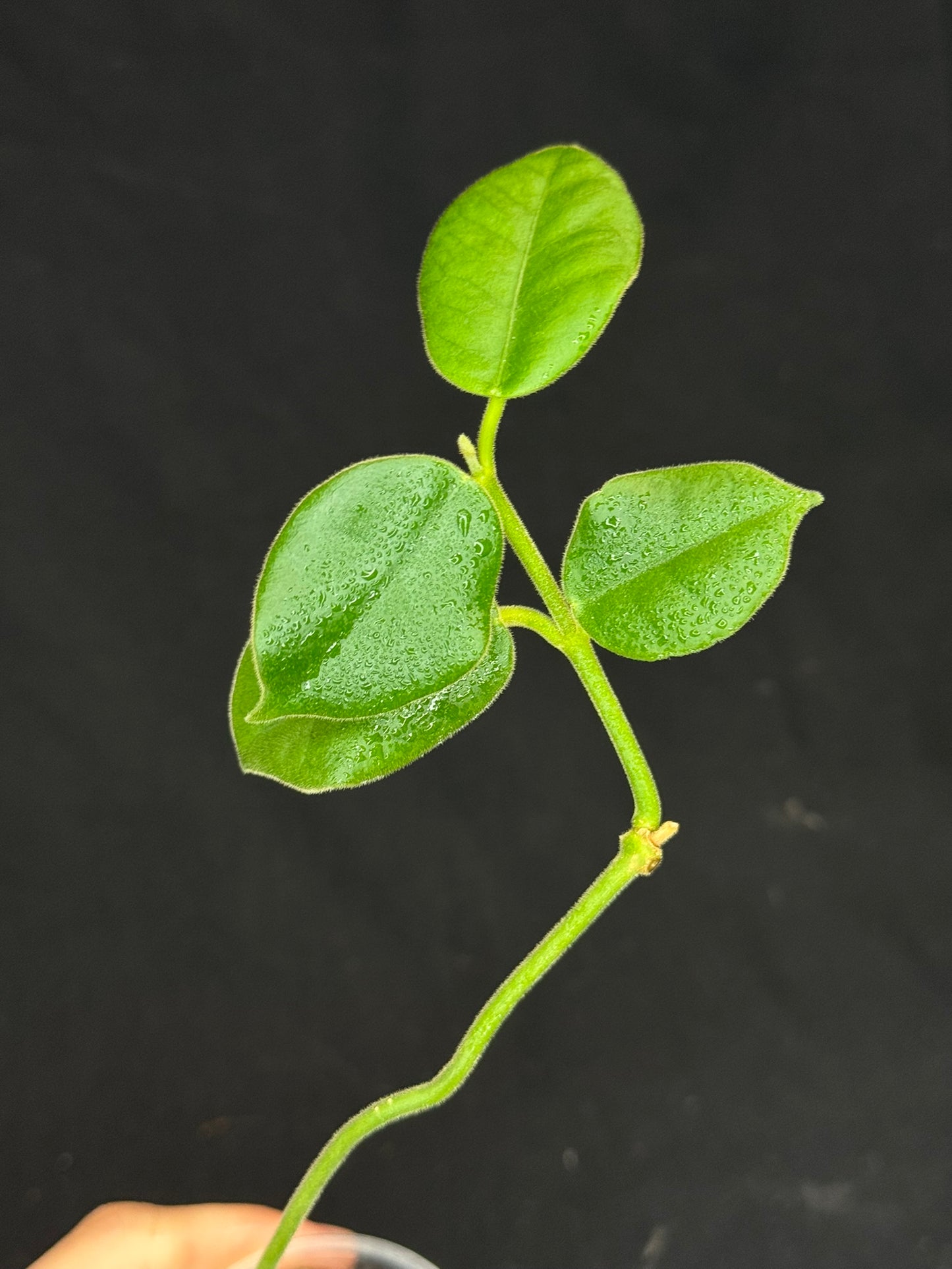 Hoya lauterbachii (Giant Wax Plant),fuzzy new leaves