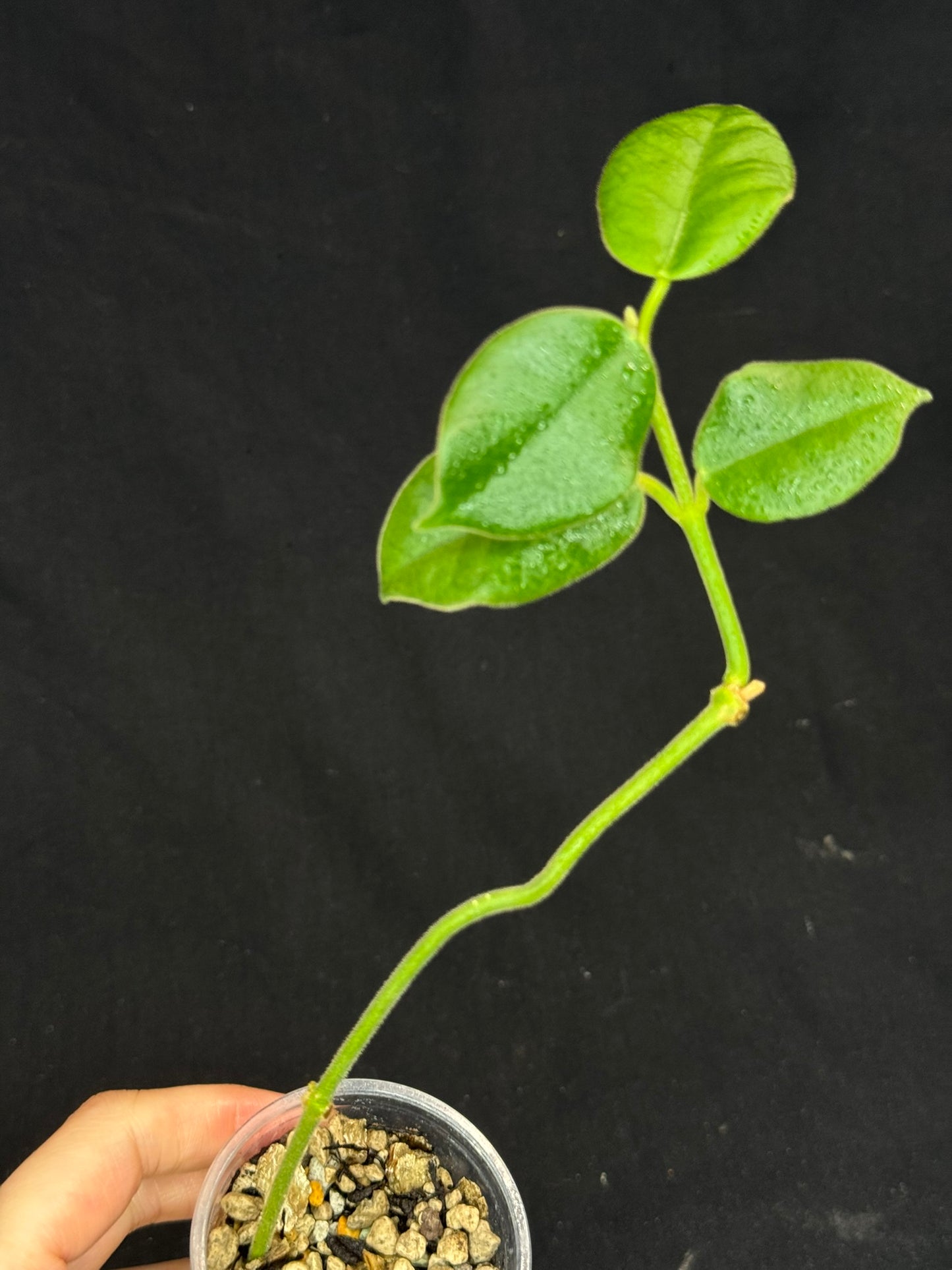 Hoya lauterbachii (Giant Wax Plant),fuzzy new leaves