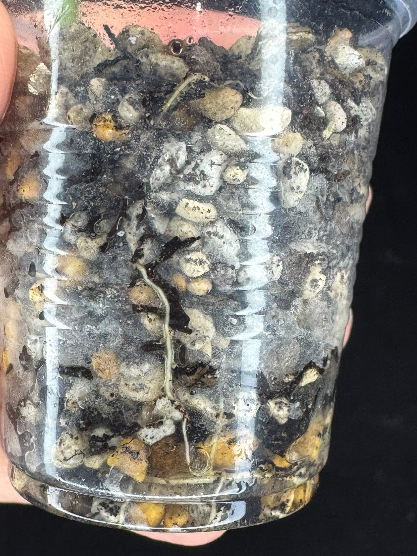 Hoya lauterbachii (Giant Wax Plant),fuzzy new leaves