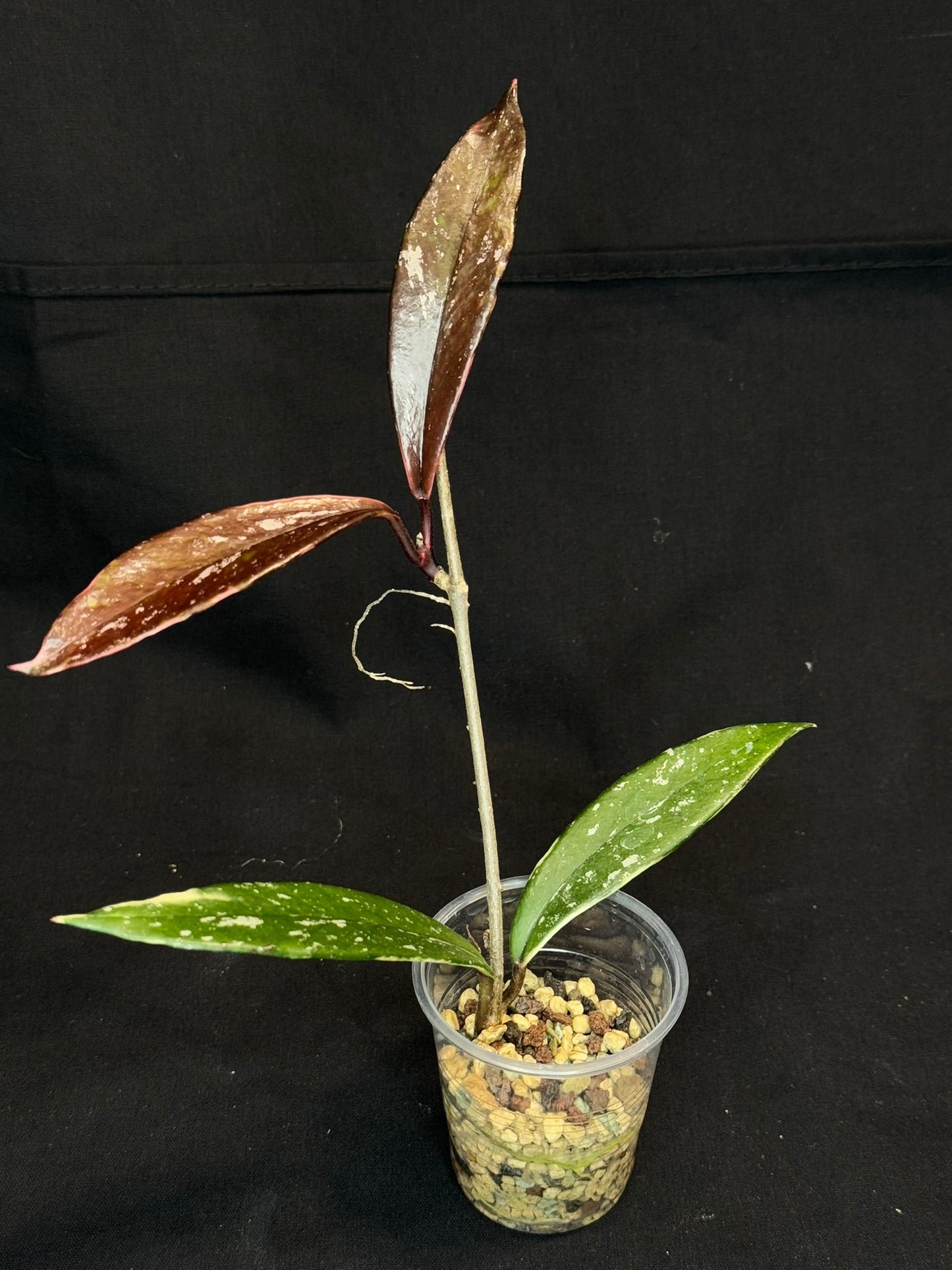 Hoya Pubicaly Albomarginata (outer variegated, splash), rare