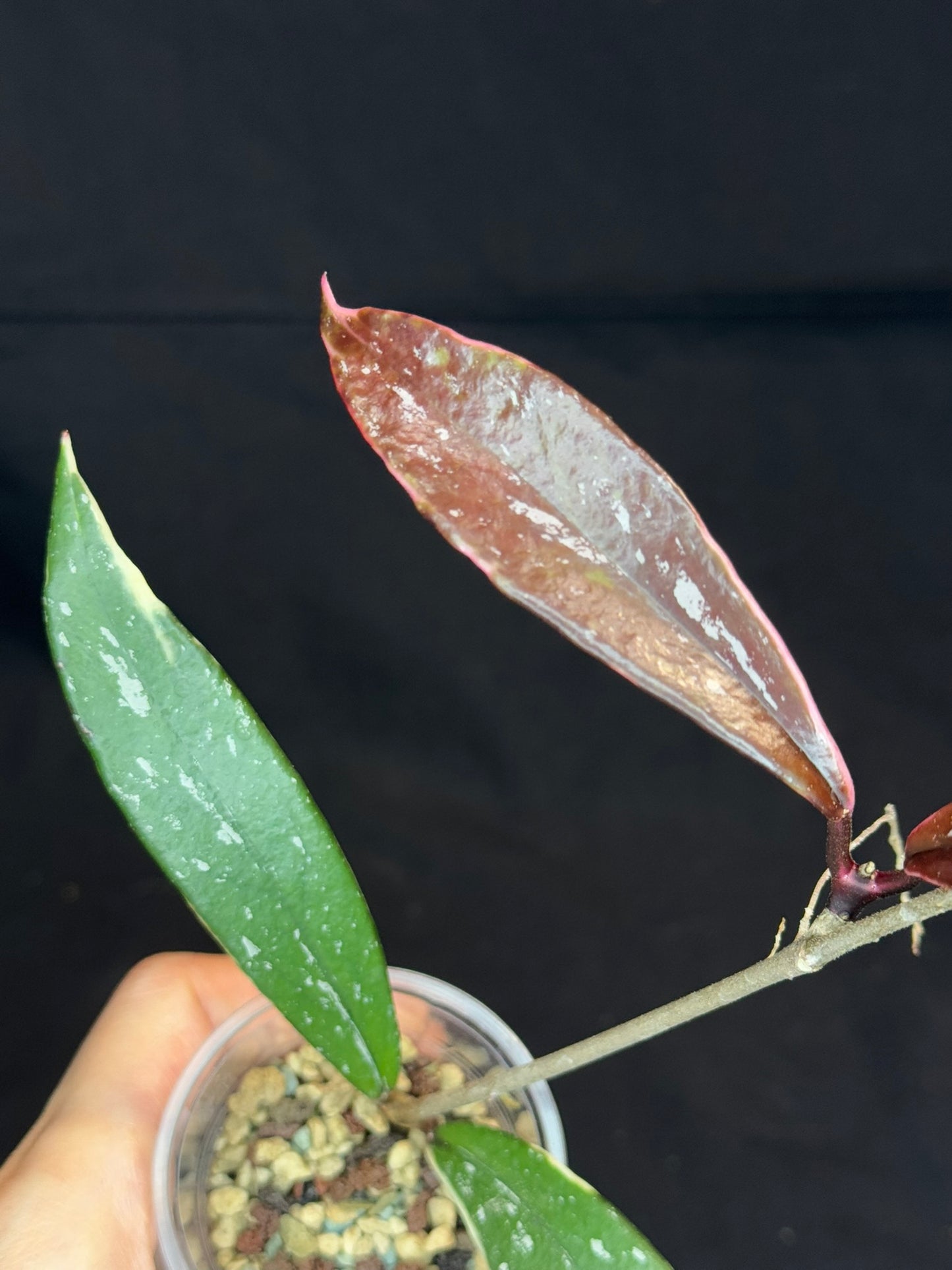 Hoya Pubicaly Albomarginata (outer variegated, splash), rare