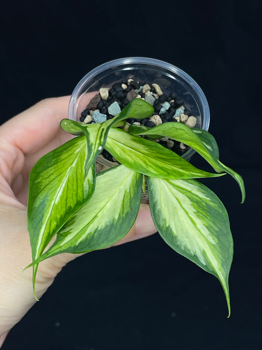 Hoya polyneura variegated (inner) (A), rare and beautiful variegation, two growths