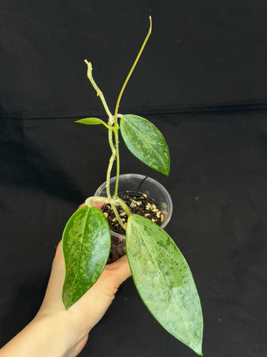 Hoya Rime silver/high splash, beautiful silver splashes on dark green foliage