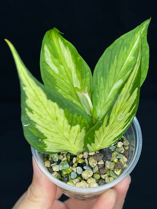 Hoya polyneura variegated (inner) (C), rare and beautiful variegation