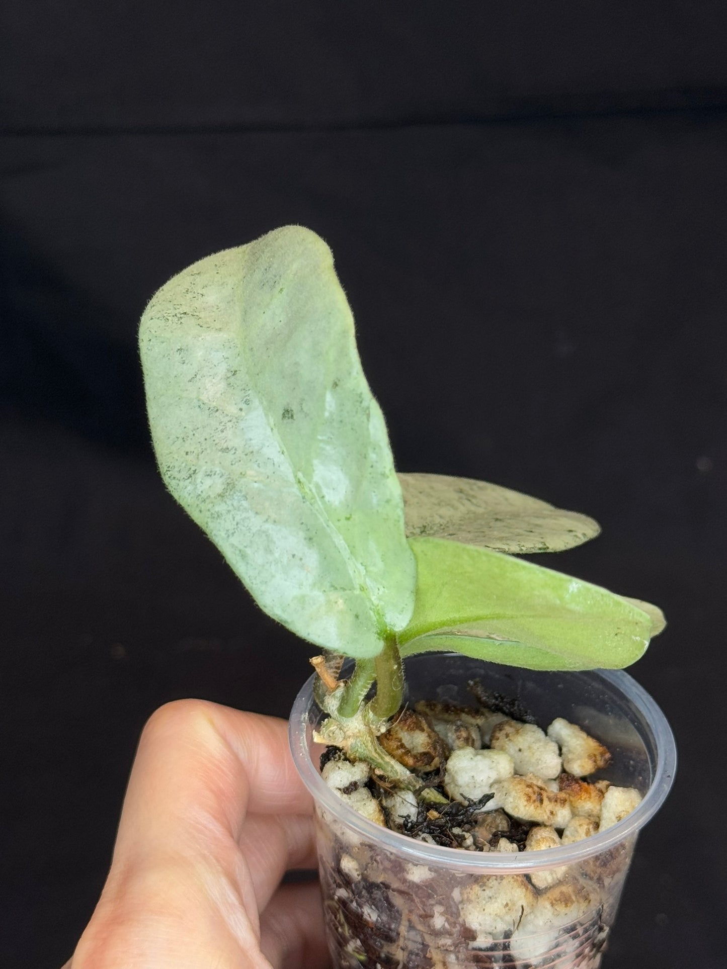 Hoya carnosa 'GREY GHOST', nice grey leaves