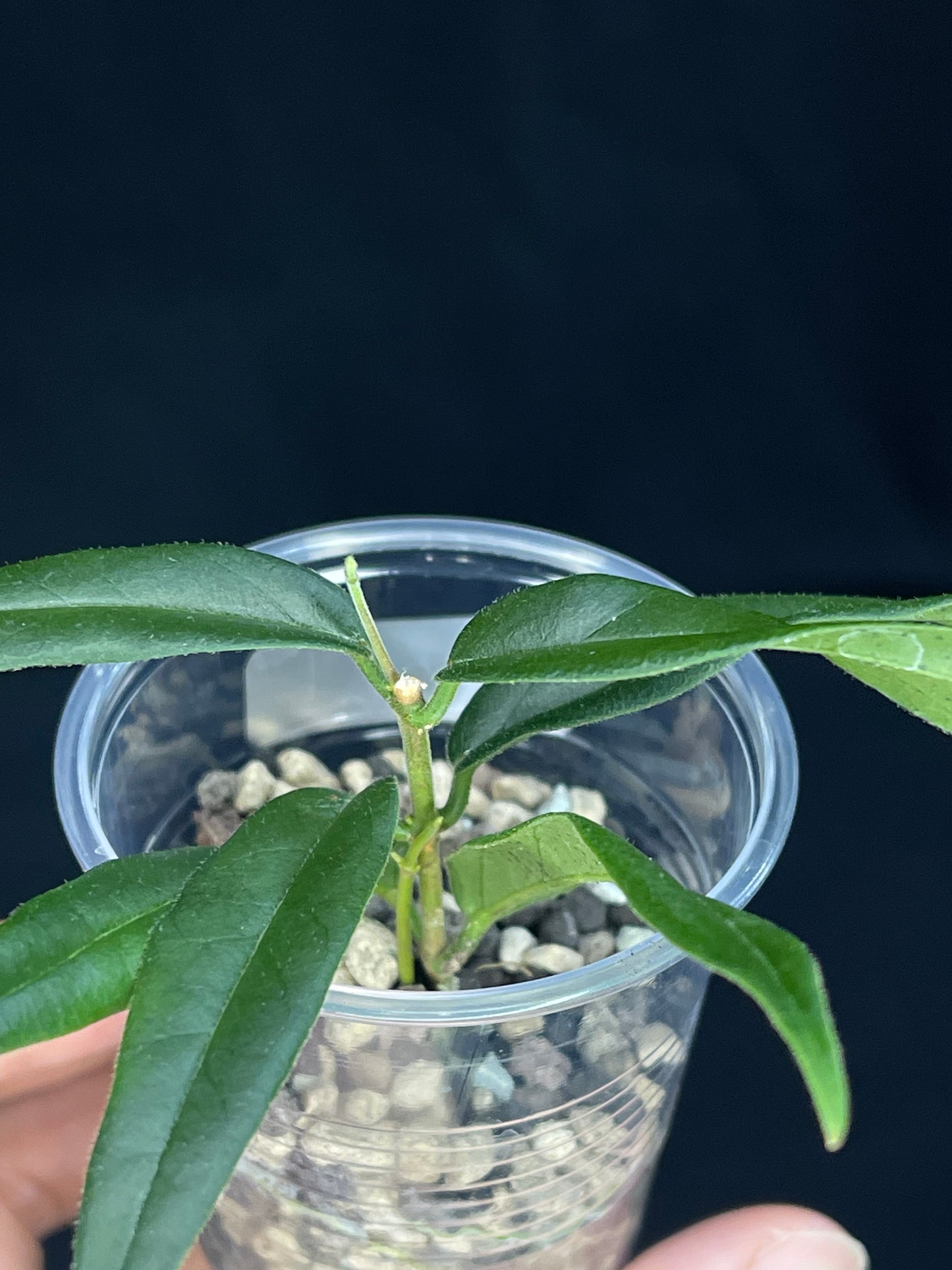 Hoya Paradisea(B) ,special flowers