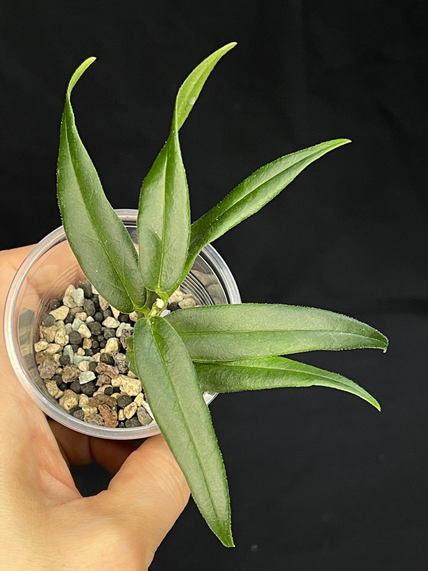 Hoya Paradisea(B) ,special flowers