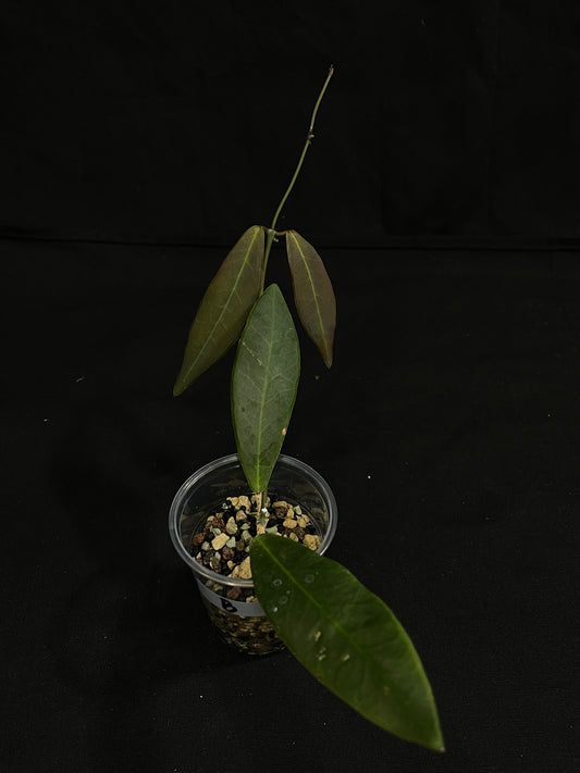 Hoya pulchra (B), special leaves and flowers, rare