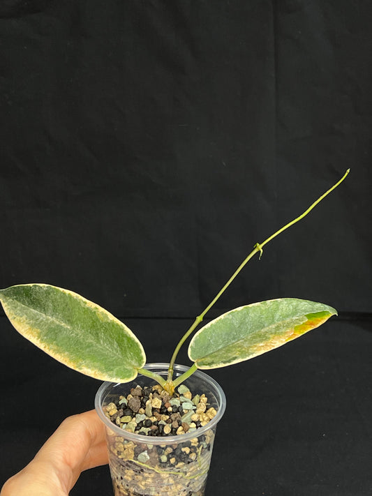 hoya archboldiana albomarginata, speical leaves