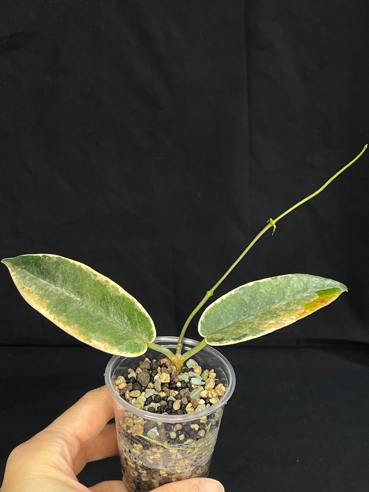 hoya archboldiana albomarginata, speical leaves