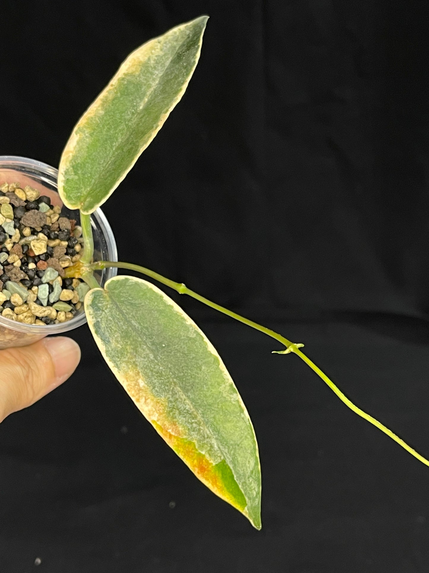 hoya archboldiana albomarginata, speical leaves