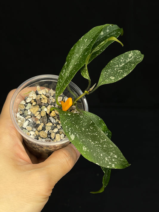 Hoya Multiflora Mini Splash
