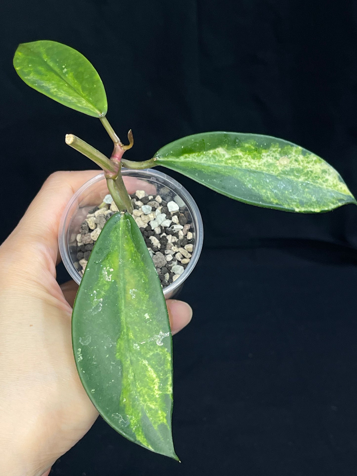 Hoya Diversifolia variegata, rare