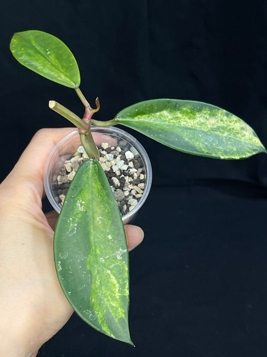 Hoya Diversifolia variegata, rare