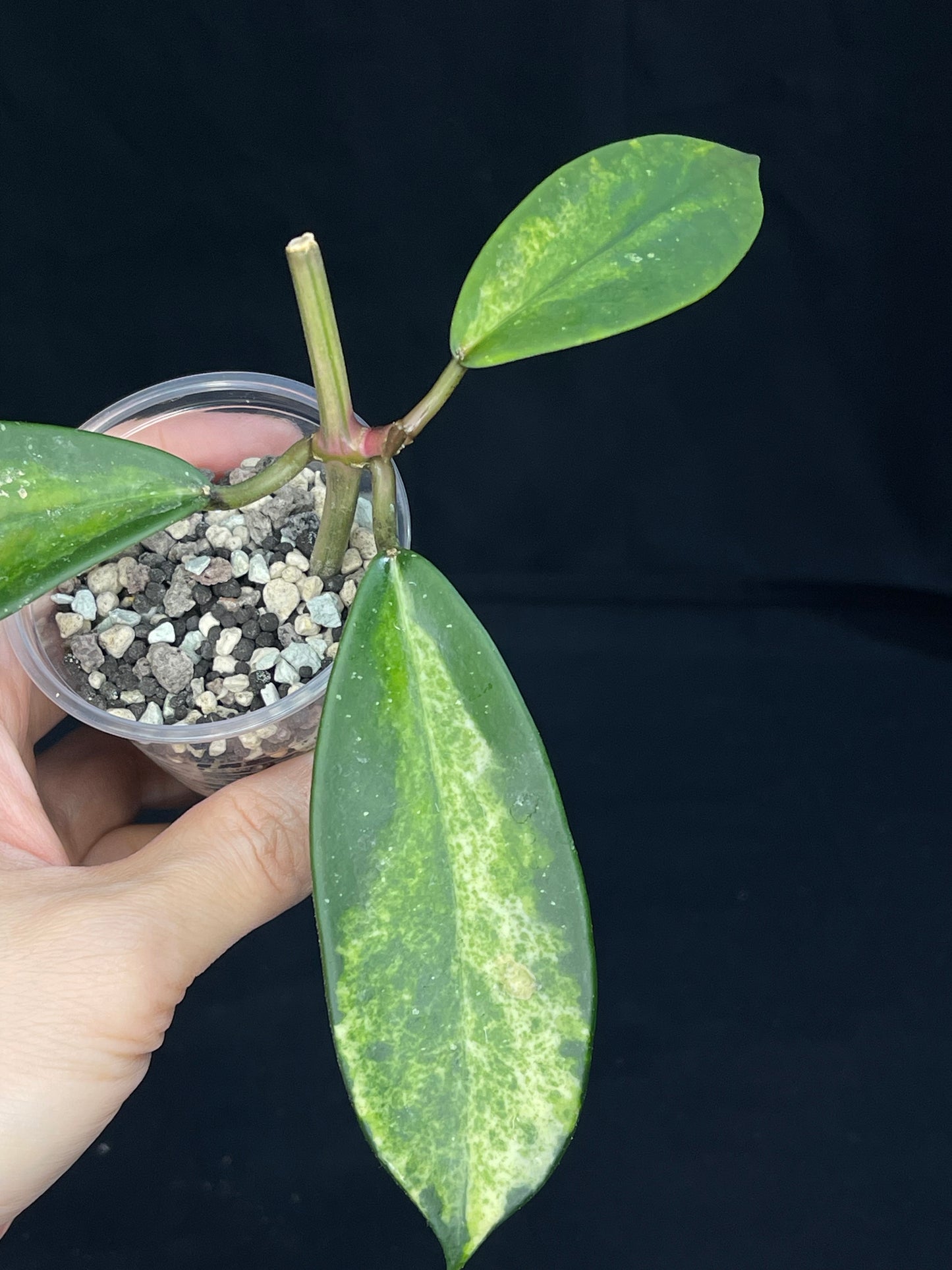 Hoya Diversifolia variegata, rare