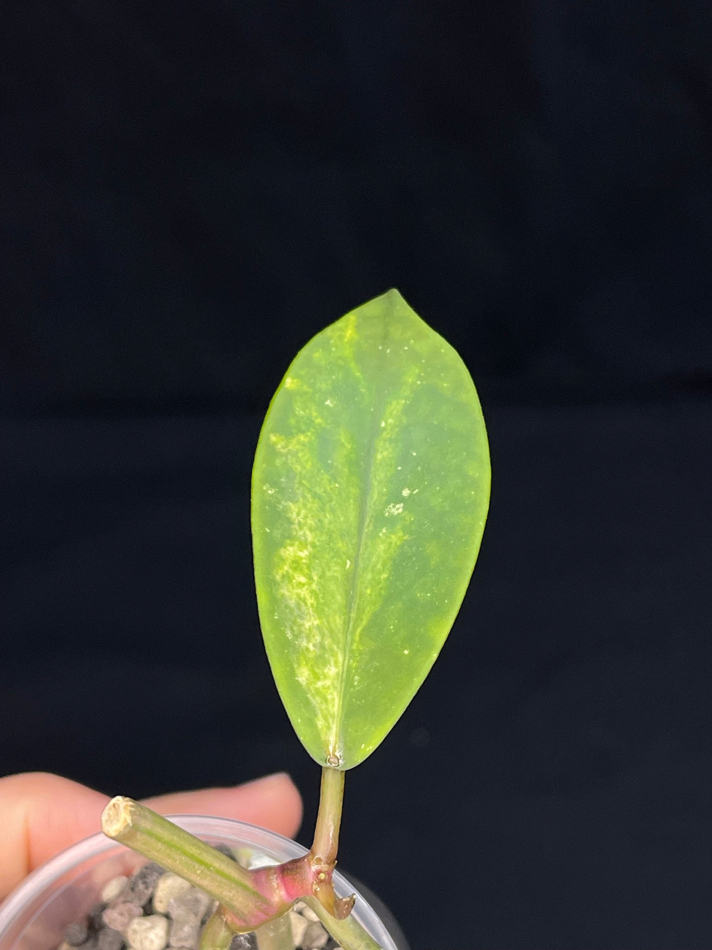 Hoya Diversifolia variegata, rare