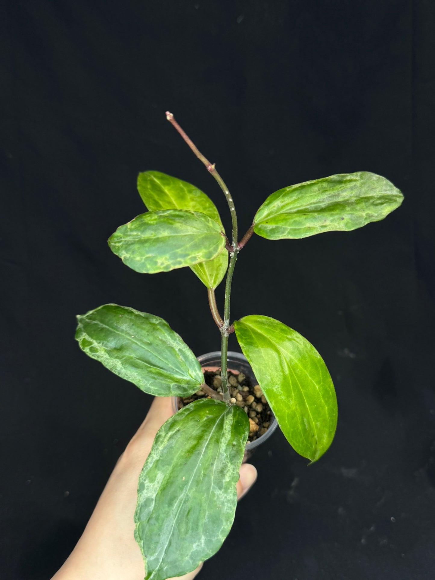 UNICORN🦄! Hoya crocodile (#1), nice variegation color, new growth, super rare (Upgrade Shipping is recommended)