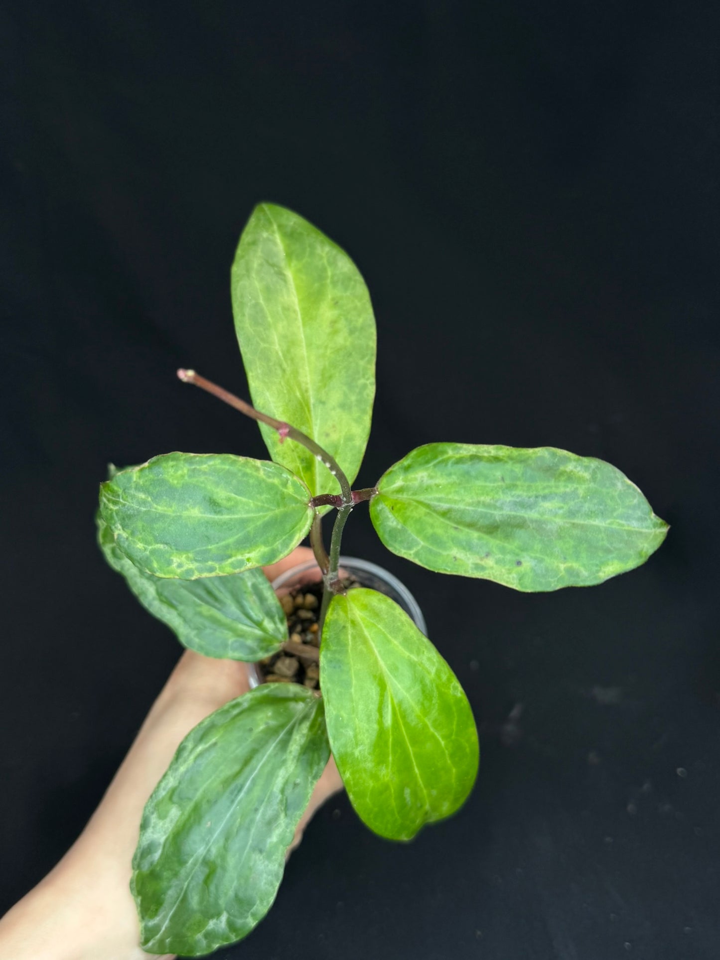 UNICORN🦄! Hoya crocodile (#1), nice variegation color, new growth, super rare (Upgrade Shipping is recommended)