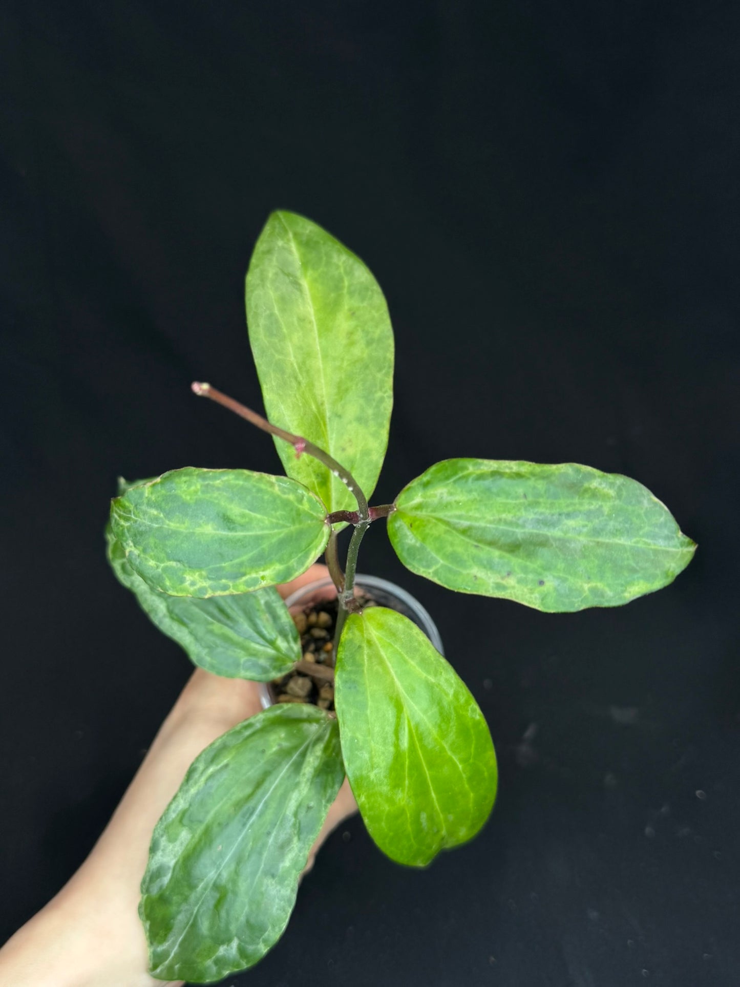 UNICORN🦄! Hoya crocodile (#1), nice variegation color, new growth, super rare (Upgrade Shipping is recommended)