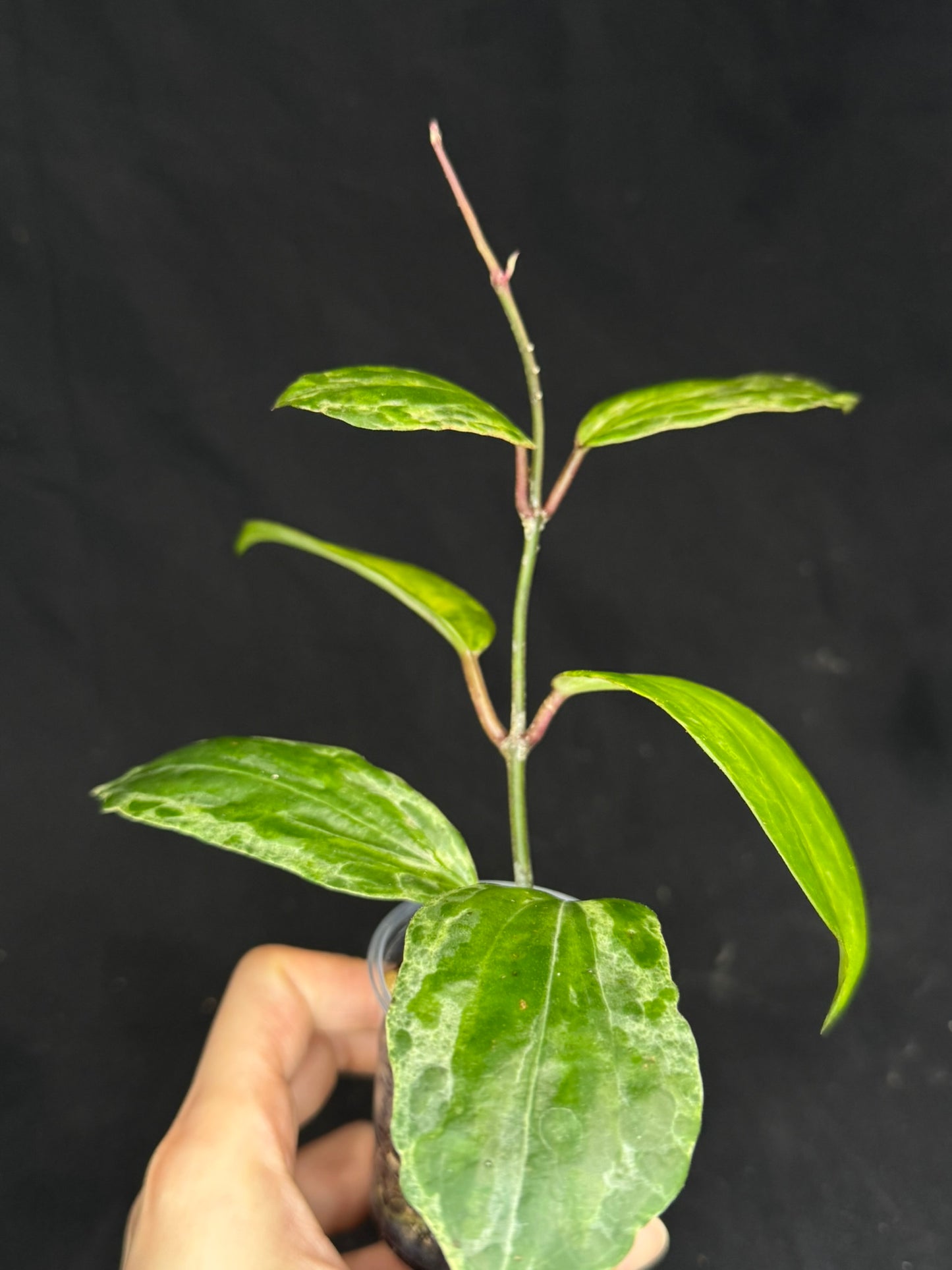 UNICORN🦄! Hoya crocodile (#1), nice variegation color, new growth, super rare (Upgrade Shipping is recommended)