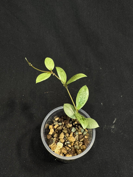 UNICORN🦄! Hoya sp Kalimantan Mini Coin silver, beautiful small leaves, rare