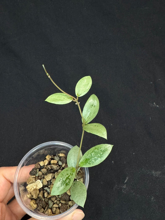 UNICORN🦄! Hoya sp Kalimantan Mini Coin silver, beautiful small leaves, rare