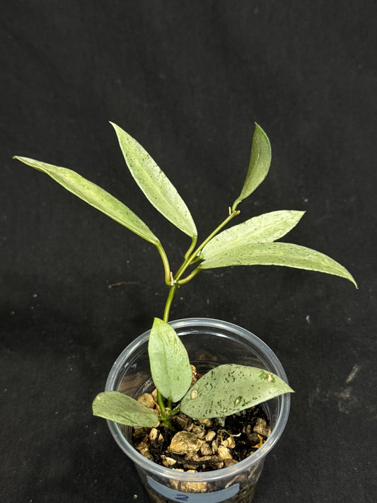 Hoya lacunosa winter pandora (#2), special