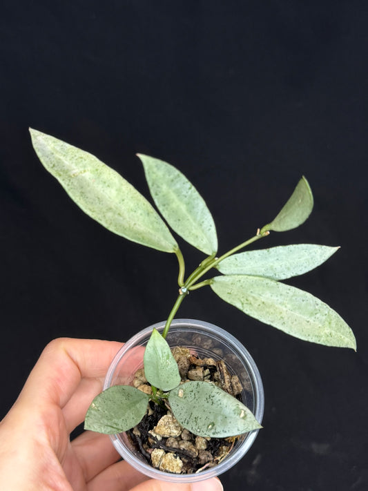 Hoya lacunosa winter pandora (#2), special
