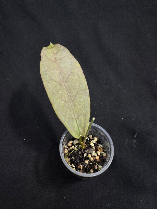 UNICORN🦄! Hoya Mitrata pearl gold, rare, rooted with growth point
