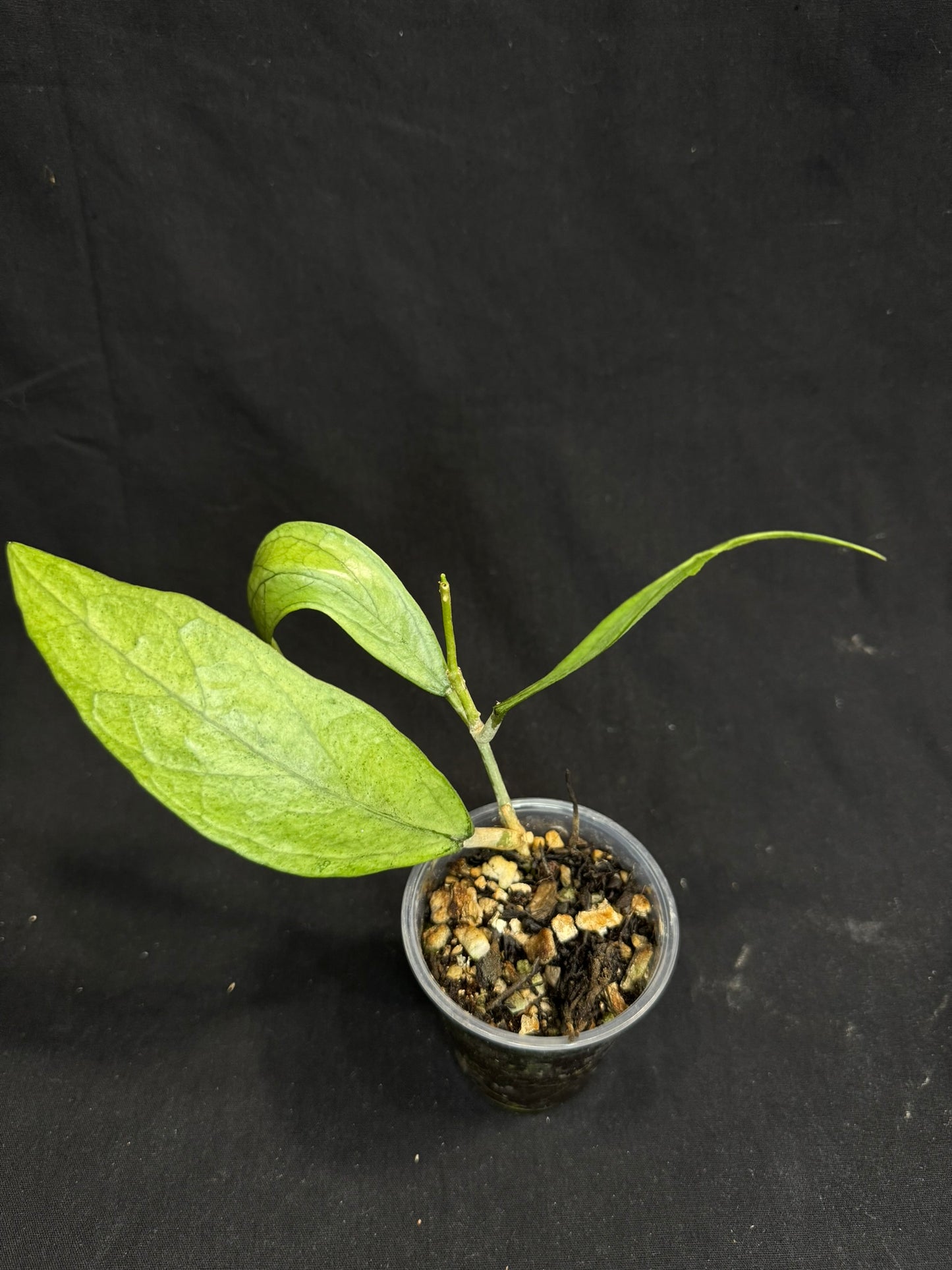 Hoya germany silver, silvery light green leaves with new growth, rare
