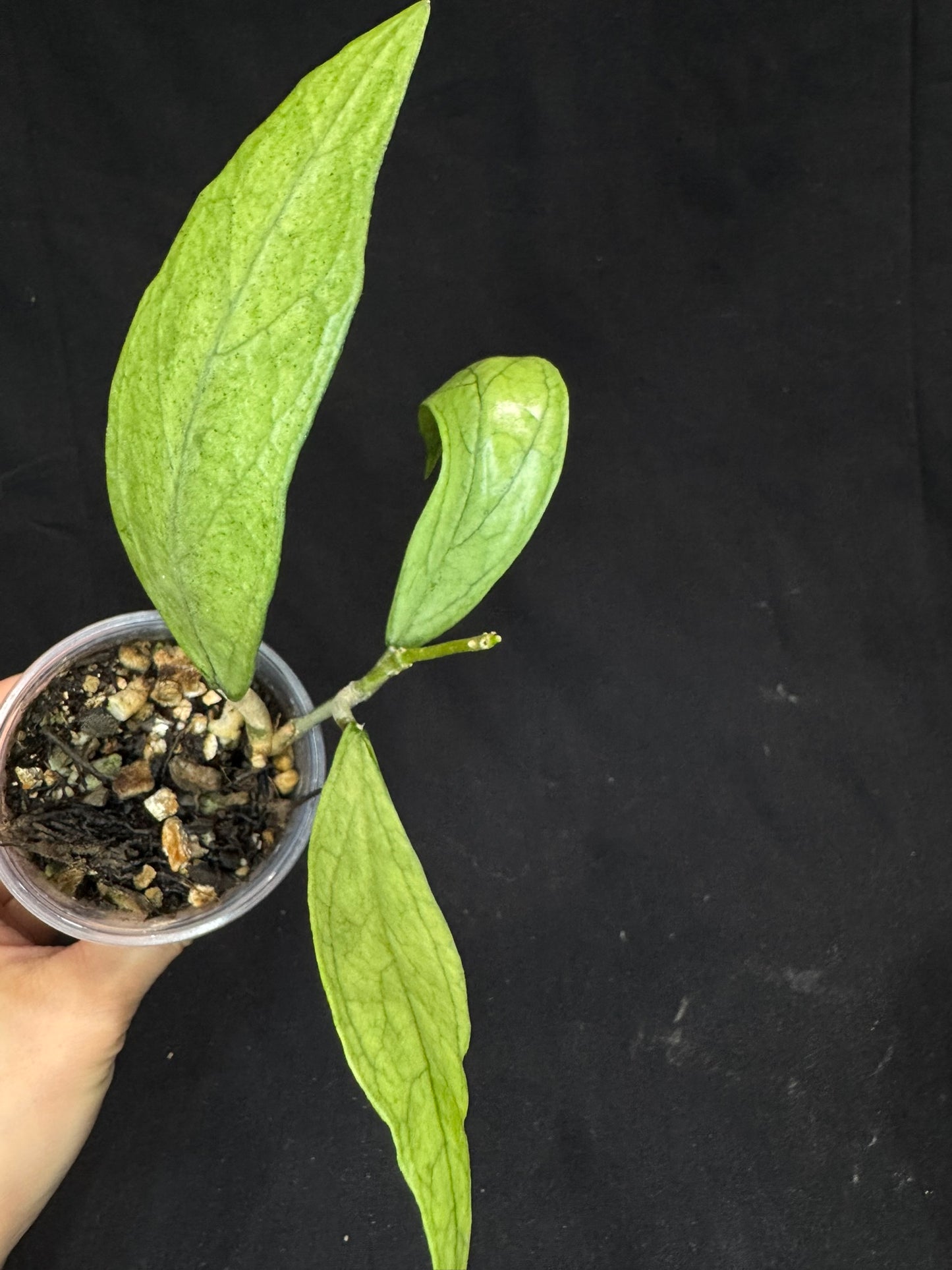 Hoya germany silver, silvery light green leaves with new growth, rare
