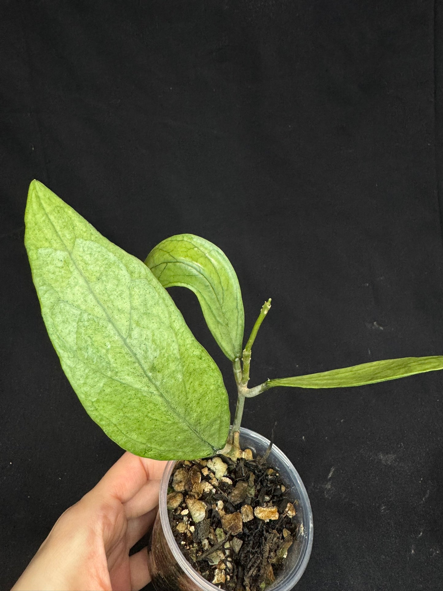Hoya germany silver, silvery light green leaves with new growth, rare