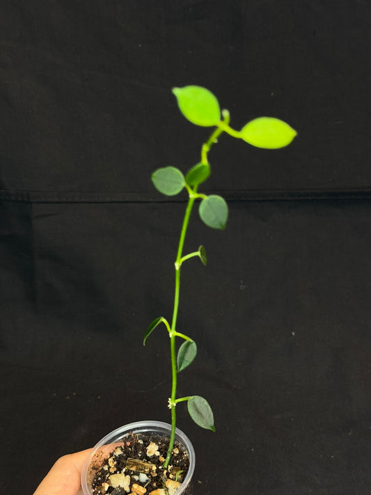 Hoya lithophytica, rare and cute, small leaves